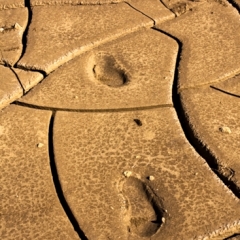 Footprints In Mud