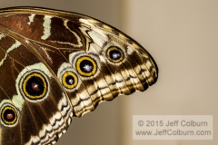 Butterfly Wing - Critters0501