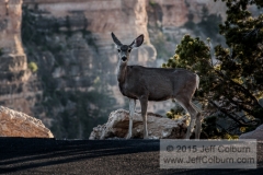 Mule Deer, Odocoileus hemionus, South Kiabab Parking Lot, Grand Canyon-GC1459