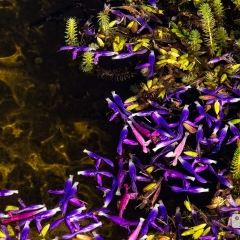 Floating Purple Flowers