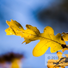 Oak Leaf In The Fall