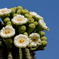 Saguaro Cactus In Bloom