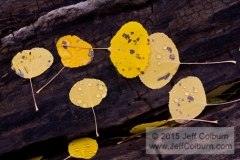 Quaking Aspen Leaves on a Log, Flagstaff - FCOL0595