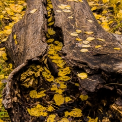 Quaking aspen Leaves in a Hollow Log, Flagstaff - FCOL0624