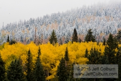 Quaking Aspens, Populus tremuloides, and Snow, Flagstaff - FCOL0685