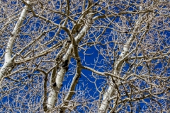 Quaking Aspens, Populus tremuloides, Bare Branches - FCOL0810