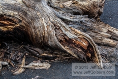 Tree Root in Cinder - Sunset Crater - SUNSETC0232