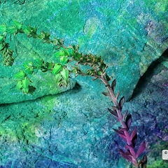 Colorful Flowering Plant Against<br />Rock Wall