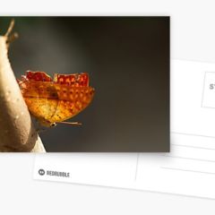 Butterfly On Branch - Postcard