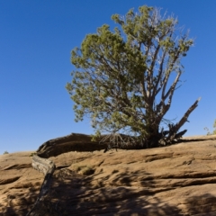 Juniper Tree At Canyon De Chelly
