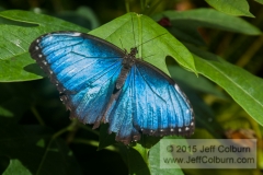 Butterfly - Critters0515