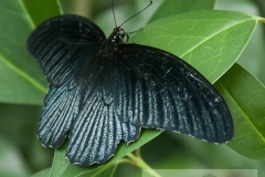 Butterfly - Critters0519