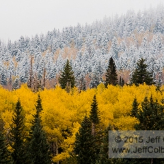 Fall At Snowbowl