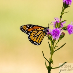 Butterfly – The Arboretum at Flagstaff – FlagArboretum0110