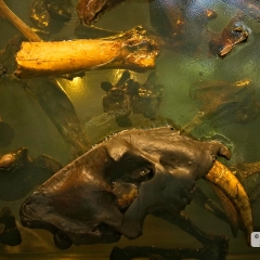 Floating Prehistoric Bones