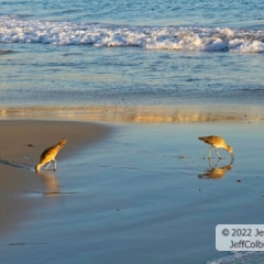 Shore Birds Feeding<br />at Laguna Beach,<br />California