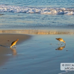 Shore Birds Feedingat Laguna Beach,California