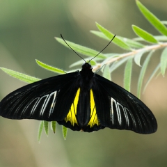 ButterflyWonderland-0456
