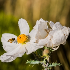 Prickly Poppy, Argemone<br />munita, And Honey Bee,