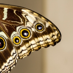 Butterfly Wing