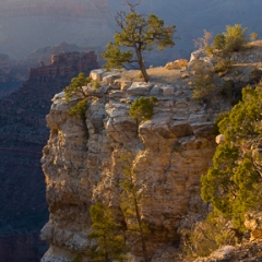 The Tree, The GrandCanyon