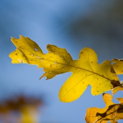 Oak Leaf In The Fall
