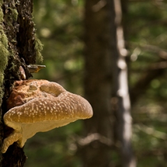 Artists Fungus,Ganoderma applanatum- Lamar Haines Trail