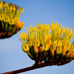 Parrys Agave, Agaveparryi, Bloom