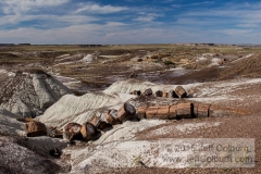 Petrified Forest - Petrified_Forest0206