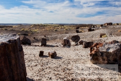 Petrified Forest - Petrified_Forest0245
