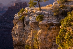 Lone Tree - GC0055